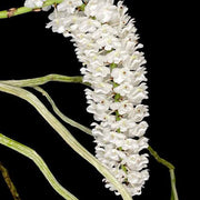 Rhynchostylis Retusa Alba Orchid Seeds