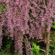 Shower Orchid Orchid Seeds