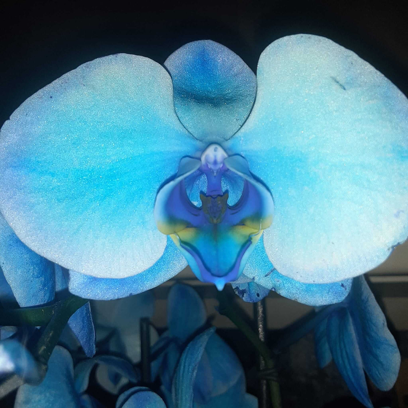 Sky Blue Orchid Seeds