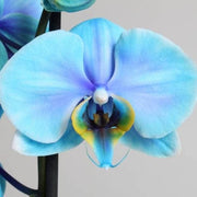 Sky Blue White Phalaenopsis Orchid Seeds