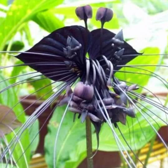 Tiger Orchid Seeds