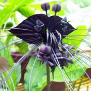 Tiger Orchid Seeds