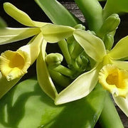 Vanilla Orchid Seeds
