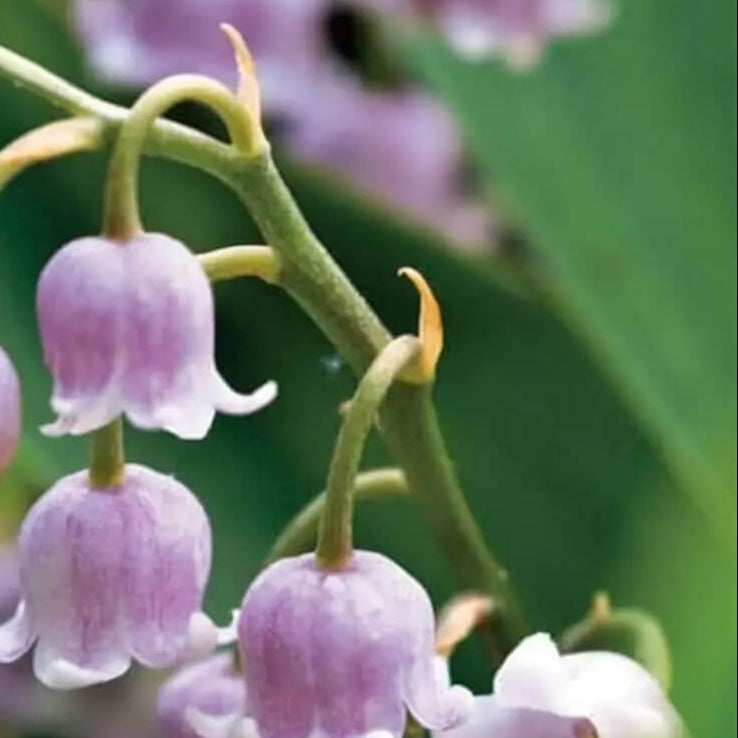Violet Bell Orchid Seeds