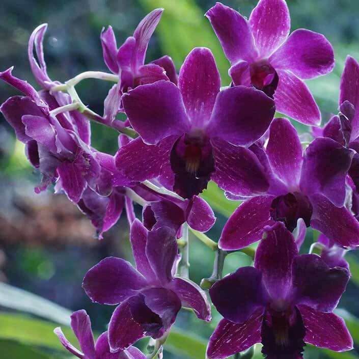 Violet Hydroponic Orchid Seeds