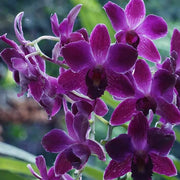 Violet Hydroponic Orchid Seeds