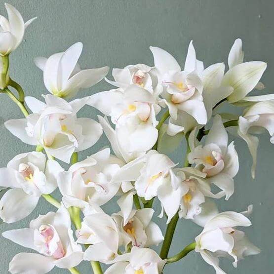 White Cymbidium Orchid Seeds