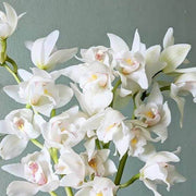 White Cymbidium Orchid Seeds
