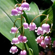 White Purple Bell Orchid Seeds