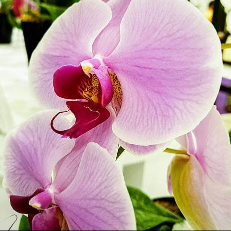 White Violet Phalaenopsis Orchid Seeds