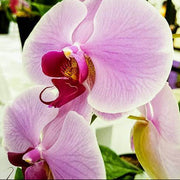 White Violet Phalaenopsis Orchid Seeds