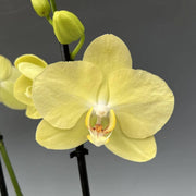 Yellow Phalaenopsis Orchid Seeds