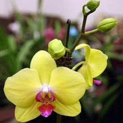 Yellow Pink Phalaenopsis Orchid Seeds