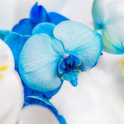 Sky Blue White Phalaenopsis Orchid Seeds