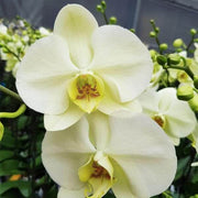 Yellow Phalaenopsis Orchid Seeds