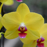 Yellow Pink Phalaenopsis Orchid Seeds