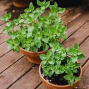 Oregano Seeds - Herbal Plant for Home Gardens Seeds
