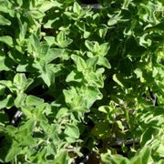 Greek Oregano Seeds, Herbal