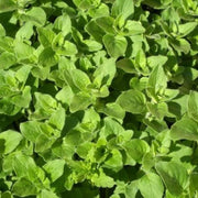 Greek Oregano Seeds, Herbal