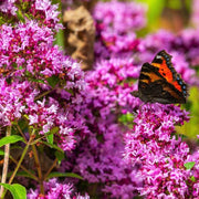 Purple Butterfly Oregano Seeds, Herbal
