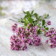 Purple Butterfly Oregano Seeds, Herbal