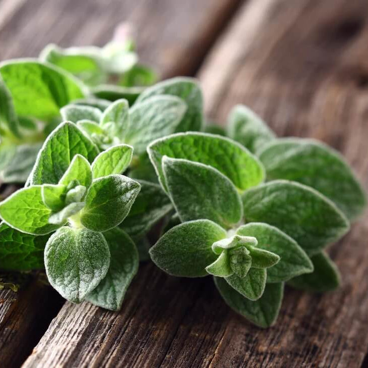 Oregano Seeds - Herbal Plant for Home Gardens Seeds
