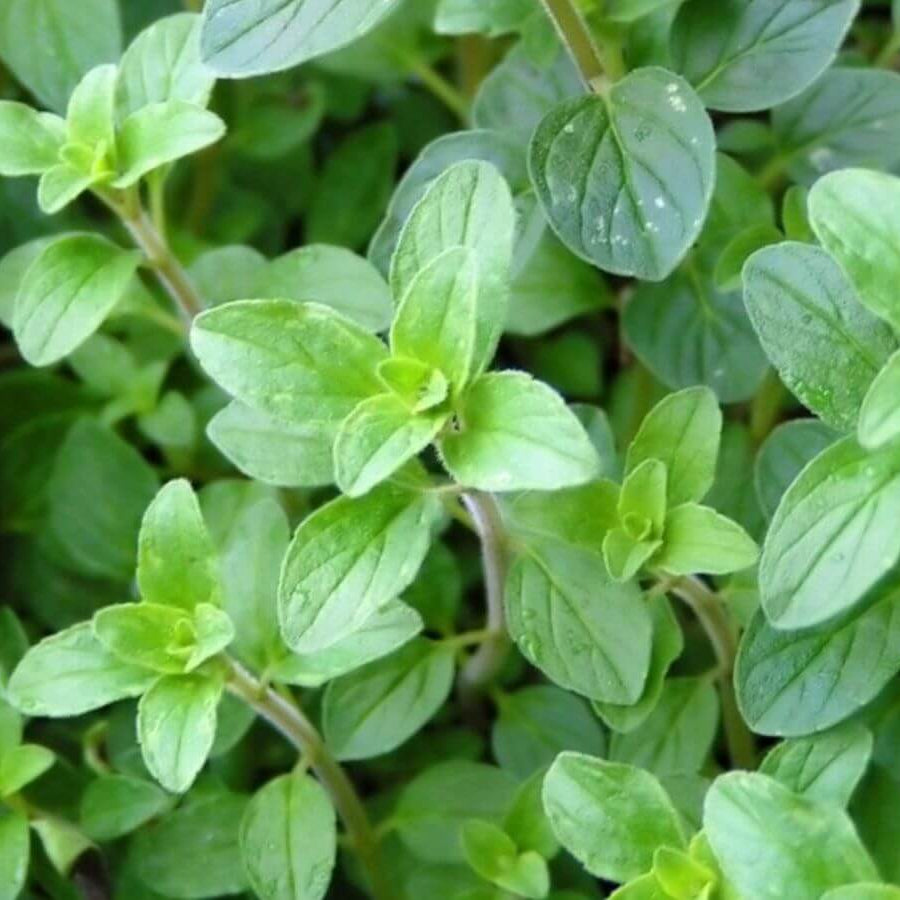 Greek Oregano Seeds, Herbal