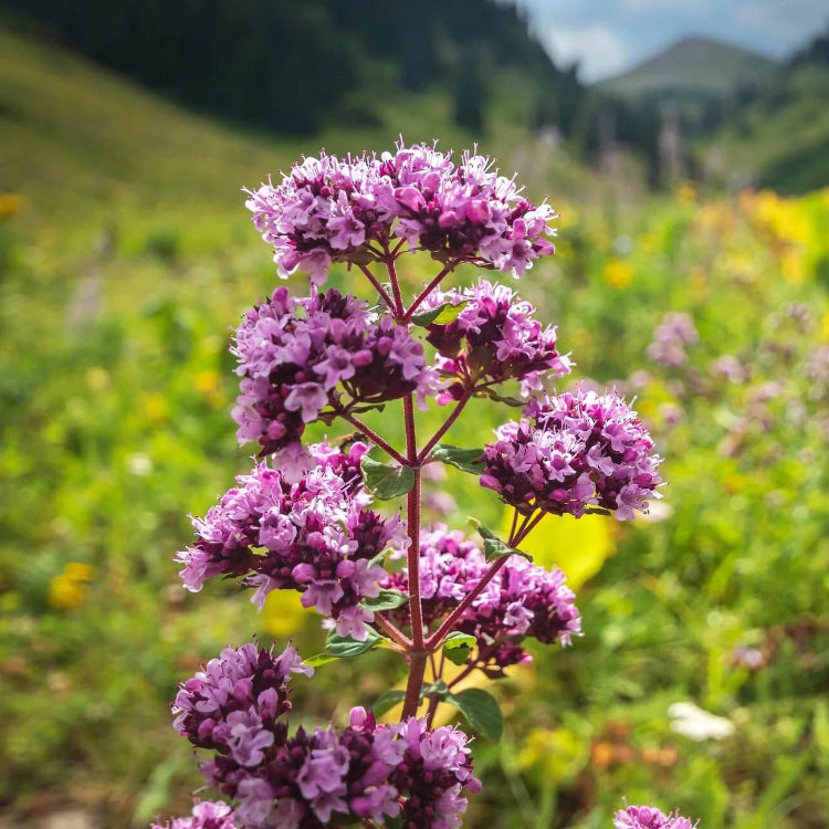 Purple Butterfly Oregano Seeds, Herbal