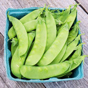 Oregon Sugar Pea Seeds
