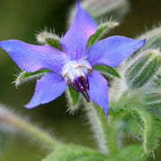 Blue Spice Basil Seeds