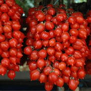 Piennolo Tomato Seeds