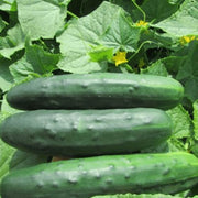 Marketmore Cucumber Seeds
