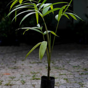 Organic Açaí Seeds - Fruit Plant