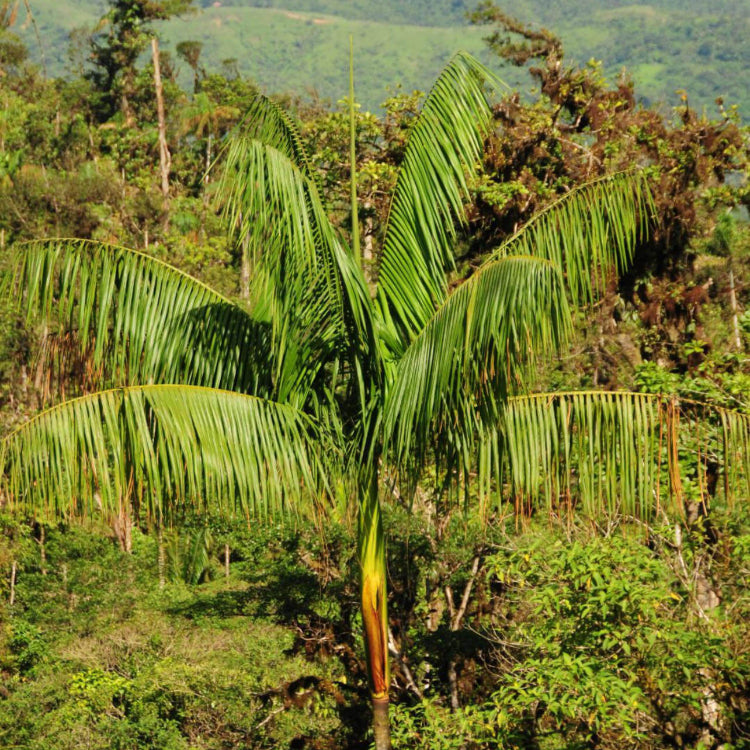 Organic Açaí Seeds - Fruit Plant