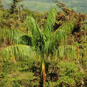 Organic Açaí Seeds - Fruit Plant