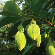 Organic Agarwood Seeds - Flower Plant