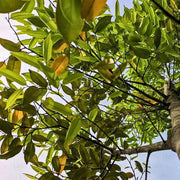 Organic Agarwood Seeds - Flower Plant