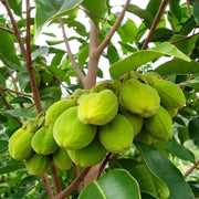 Organic Agarwood Seeds - Flower Plant