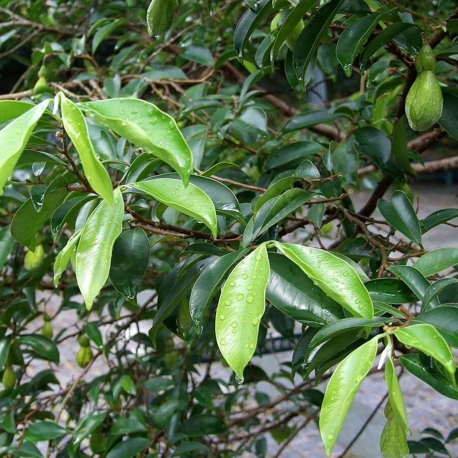 Organic Agarwood Seeds - Flower Plant