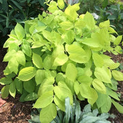 Organic Aralia cordata Seeds