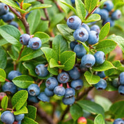 Bilberry Seeds, Vaccinium myrtillus