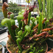 Organic Carnivorous - Ornamental Carnivorous Seeds