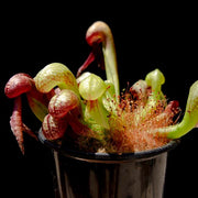 Organic Carnivorous - Ornamental Carnivorous Seeds