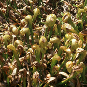 Organic Carnivorous - Ornamental Carnivorous Seeds