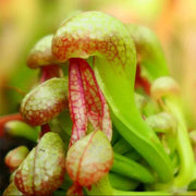 Organic Carnivorous - Ornamental Carnivorous Seeds