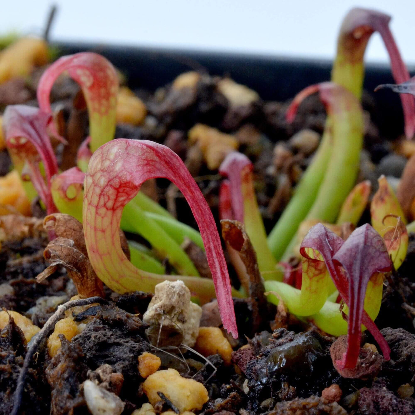 Organic Carnivorous - Ornamental Carnivorous Seeds