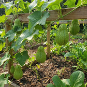 Organic Chayote Seeds