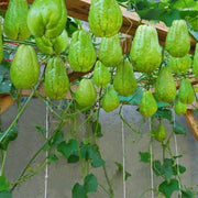 Organic Chayote Seeds