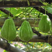Organic Chayote Seeds