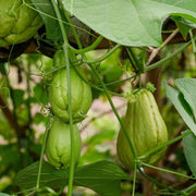 Organic Chayote Seeds